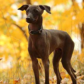 Galgo Italiano