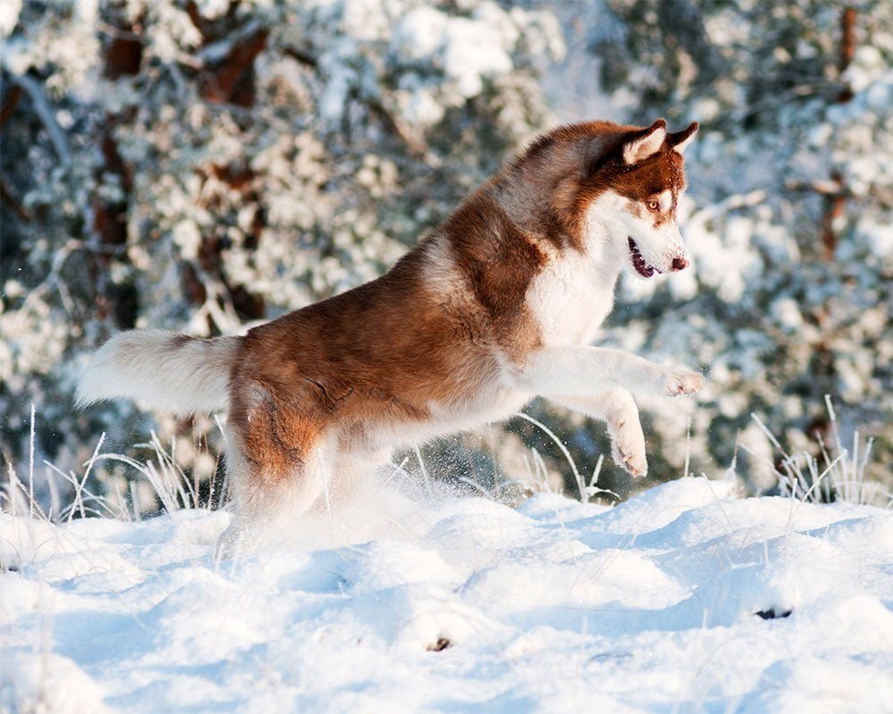 Husky Siberiano