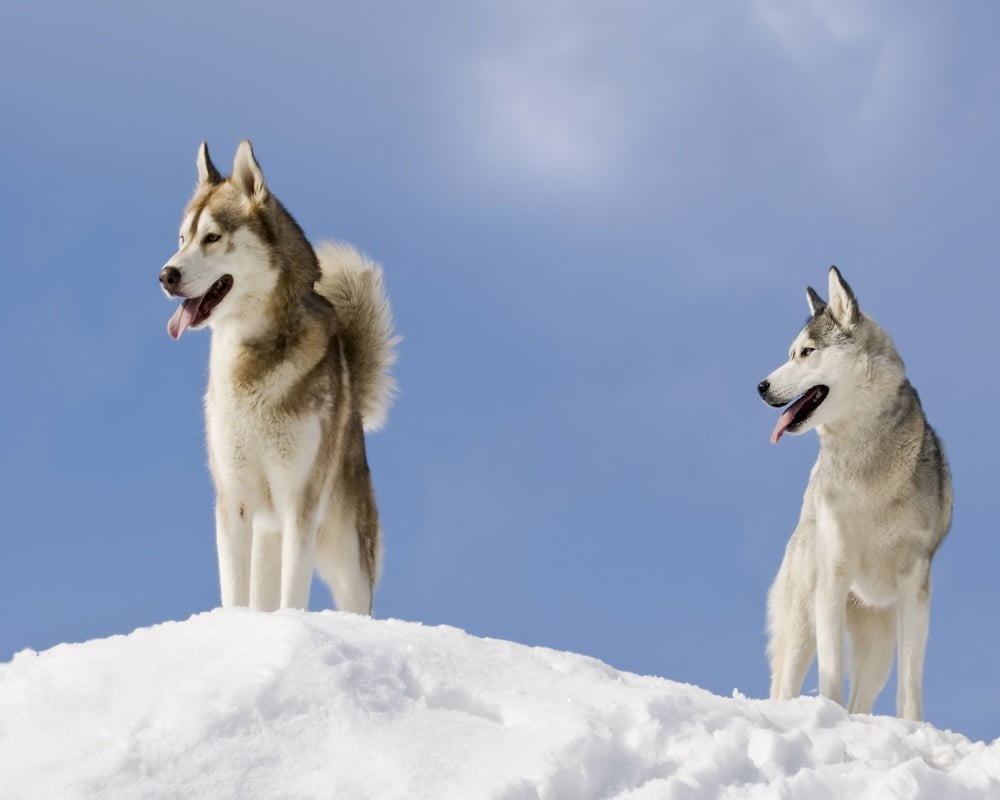 Husky Siberiano