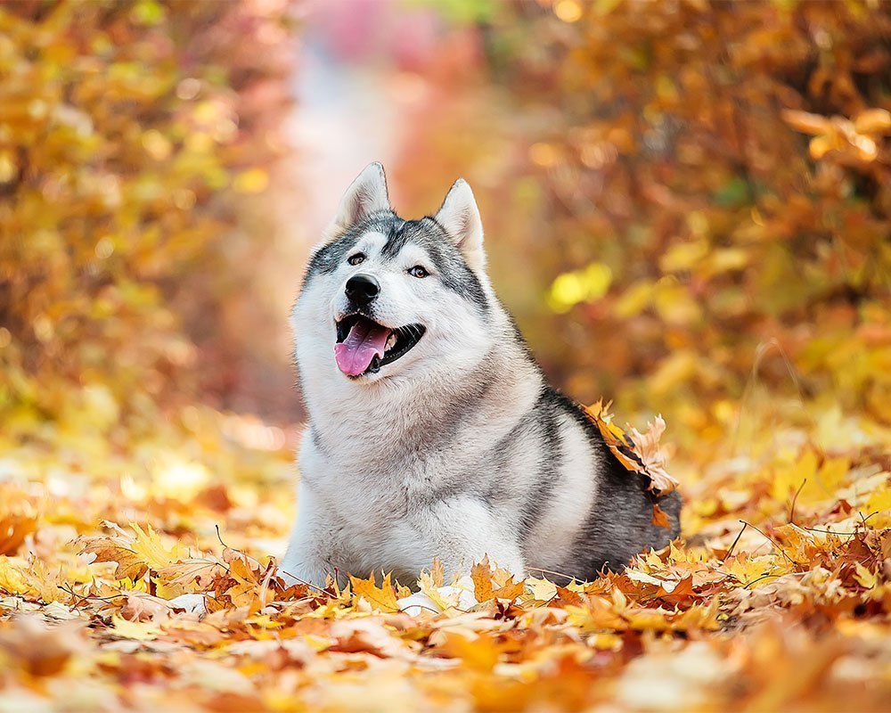 Husky Siberiano