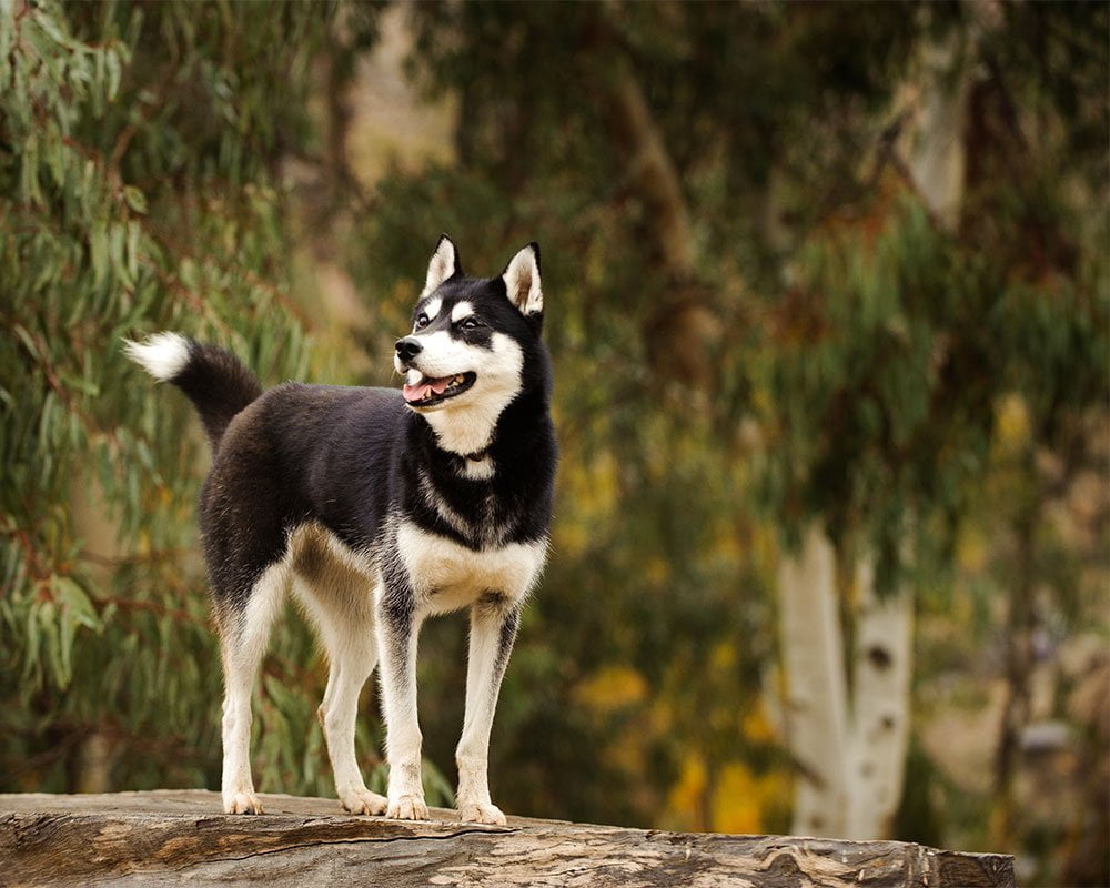 Husky Siberiano