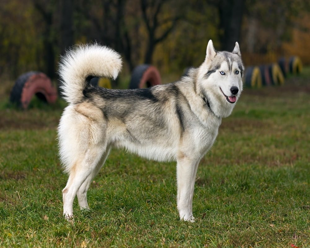 Husky Siberiano