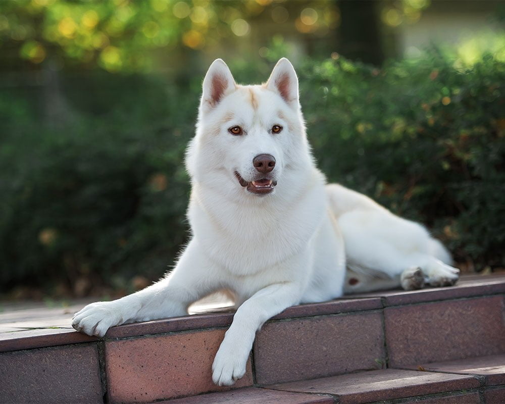 Husky Siberiano