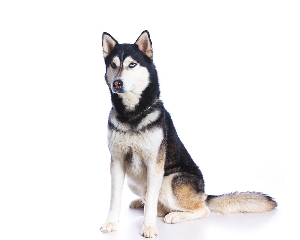 Husky Siberiano