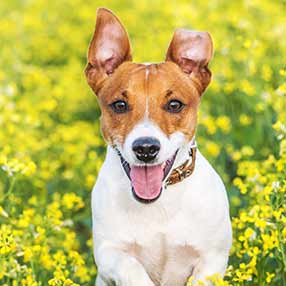 Jack Russell Terrier