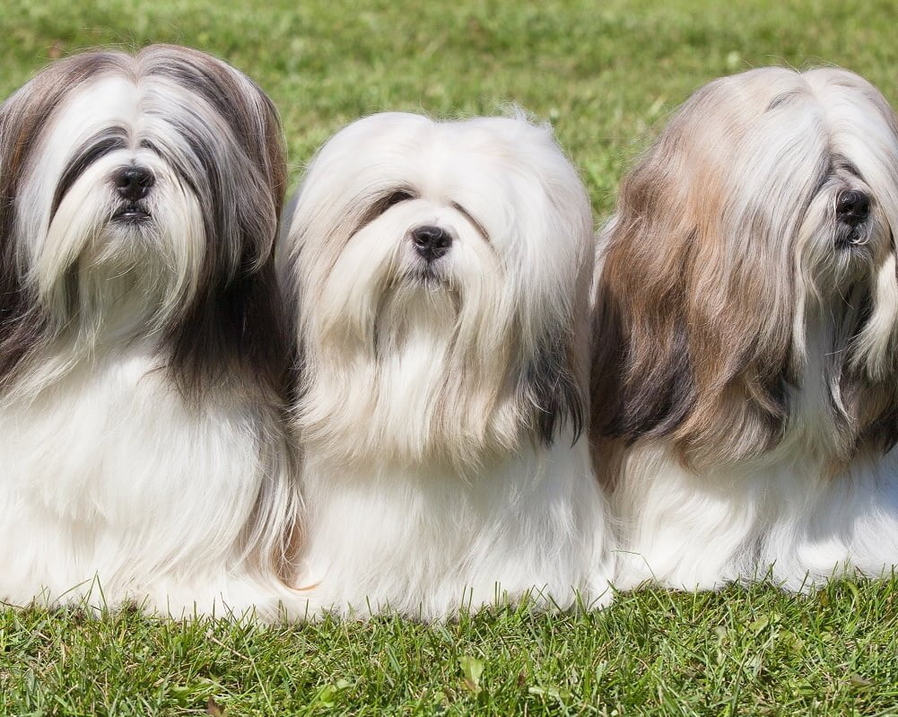 Lhasa Apso