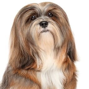 Lhasa Apso