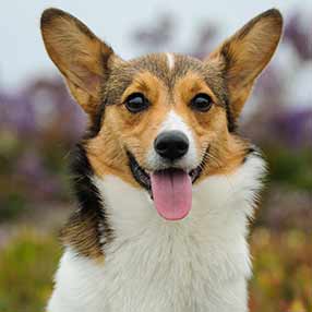 Pembroke Welsh Corgi