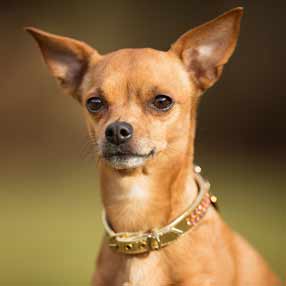 Pinscher