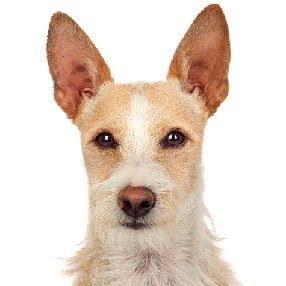 Fox Terrier e Podengo Português Pequeno