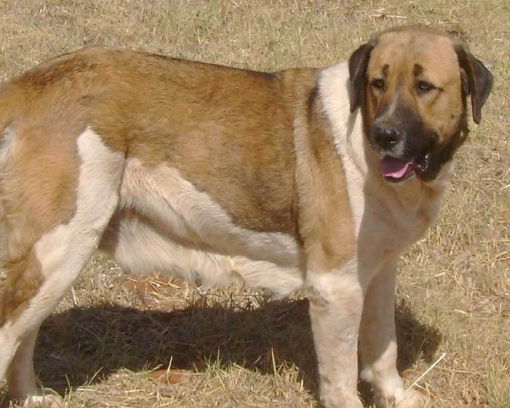 Rafeiro do Alentejo