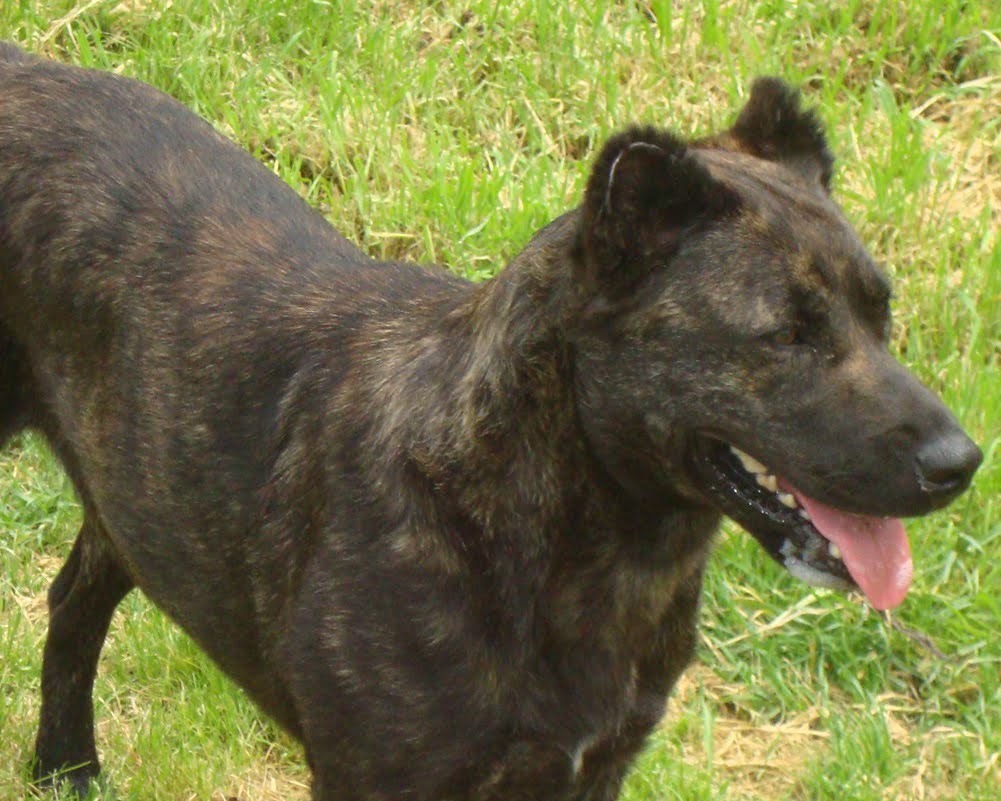 Cão de Fila de São Miguel Cão