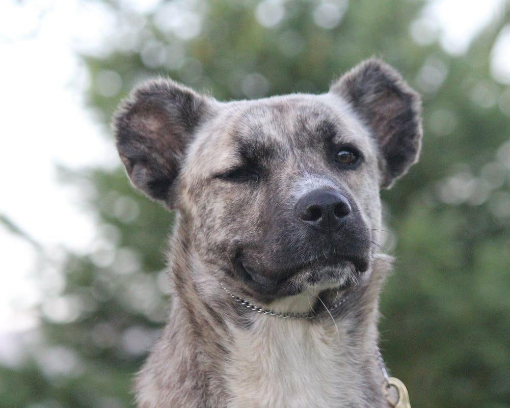 Cão de Fila de São Miguel