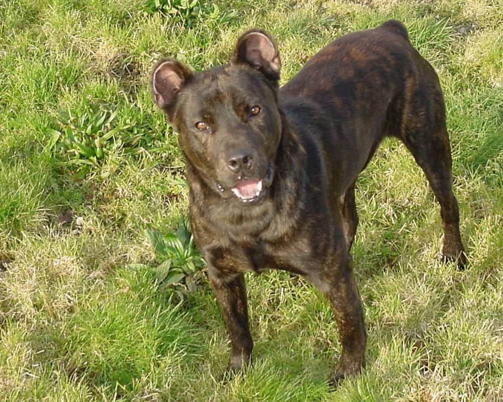 Cão de Fila de São Miguel