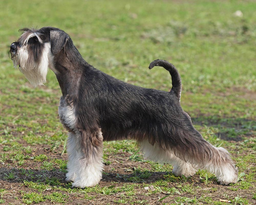 Schnauzer