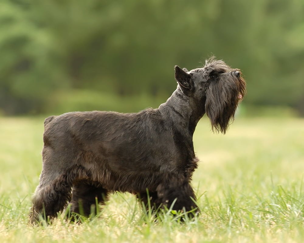 Schnauzer