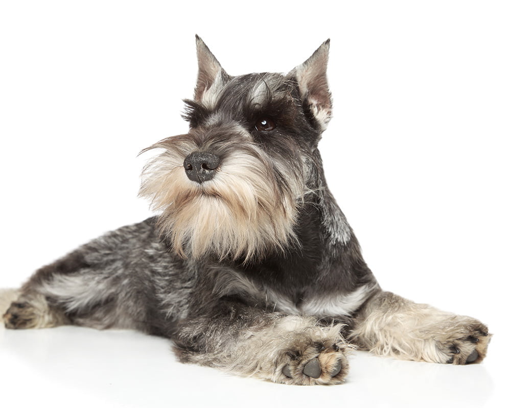 Schnauzer