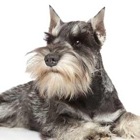 Schnauzer