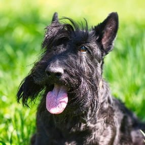 Scottish Terrier