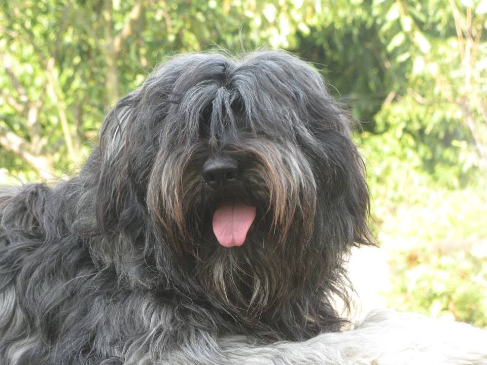 Cão da Serra de Aires
