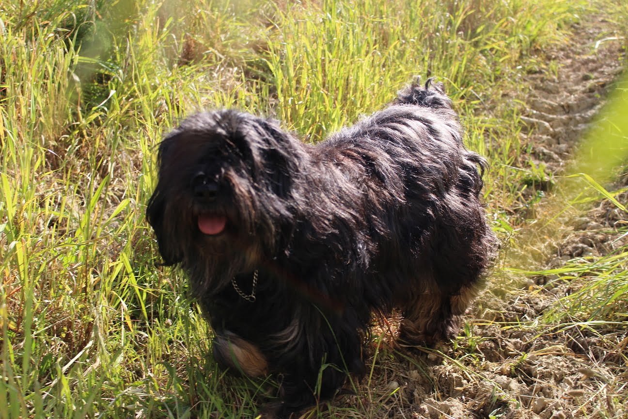 Cão da Serra de Aires