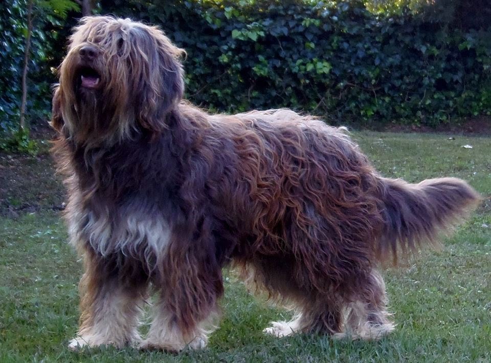 Cão da Serra de Aires