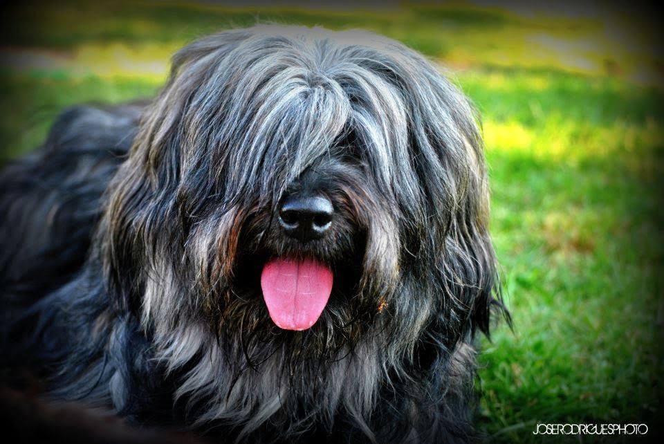 Cão da Serra de Aires