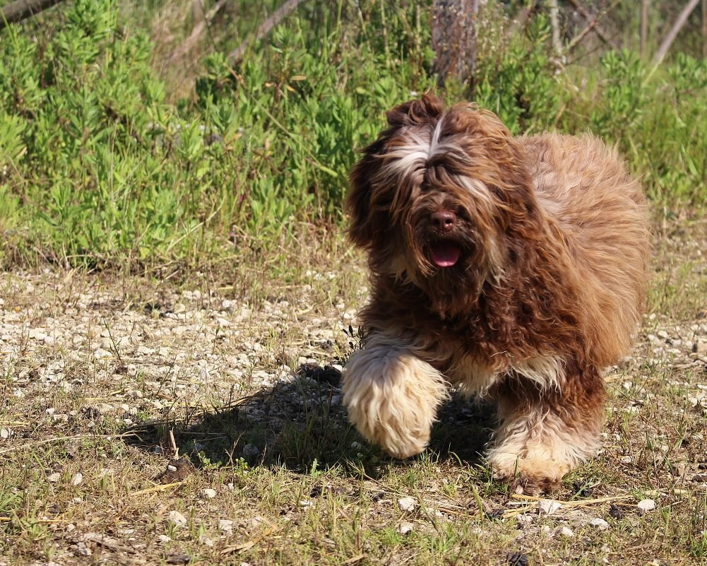 Cão da Serra de Aires