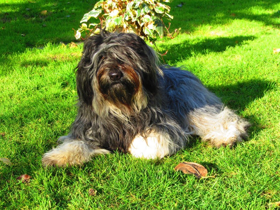 Cão da Serra de Aires