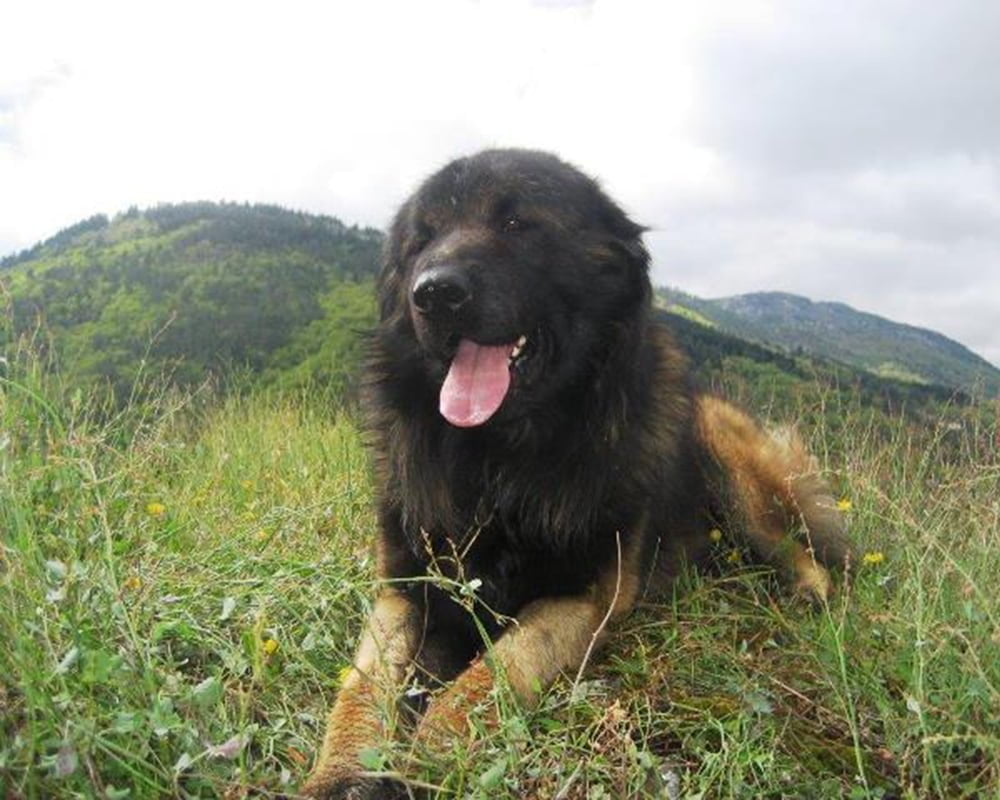 Cão da Serra da Estrela