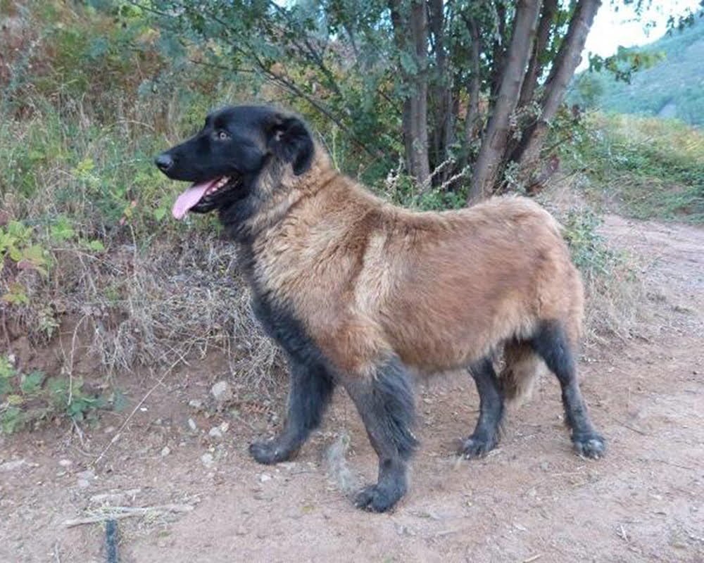 Cão da Serra da Estrela