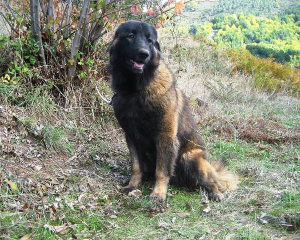 Cão da Serra da Estrela