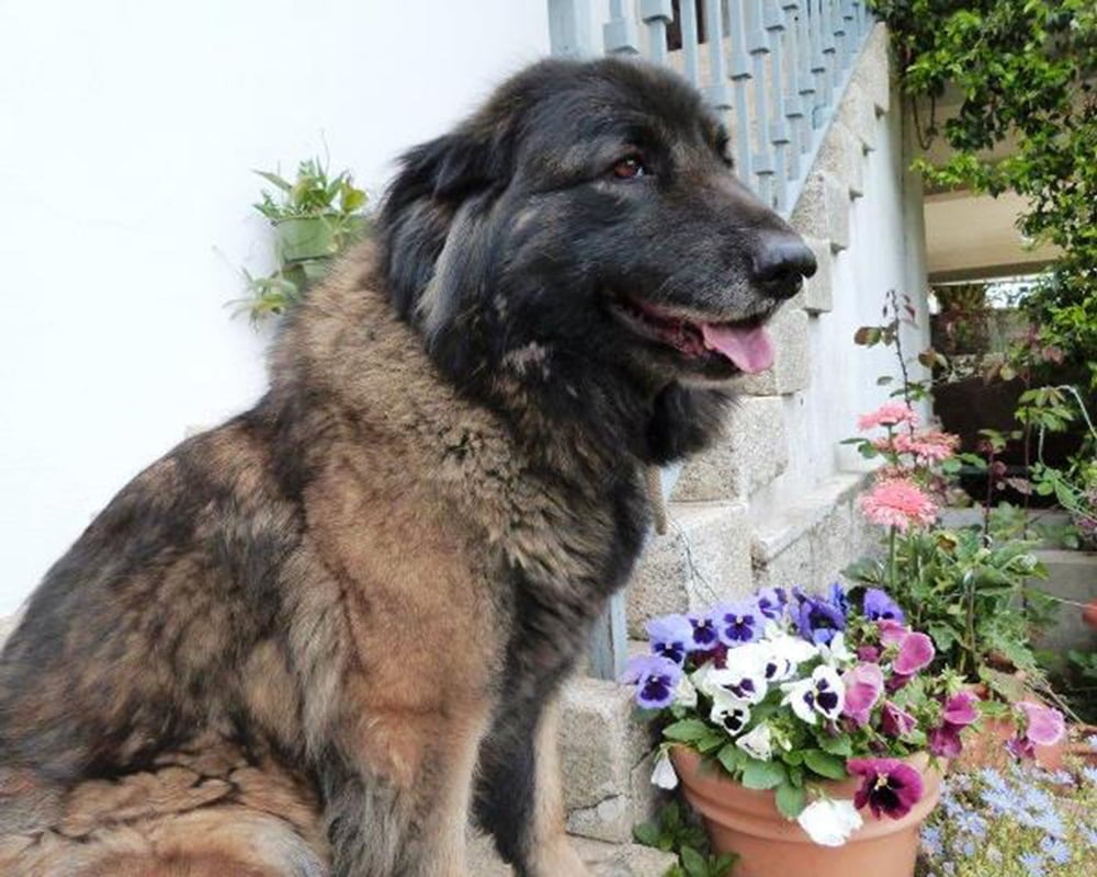 Cão da Serra da Estrela