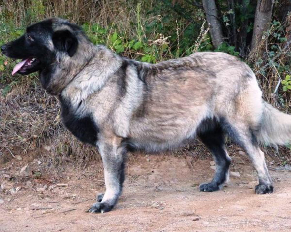 Cão da Serra da Estrela