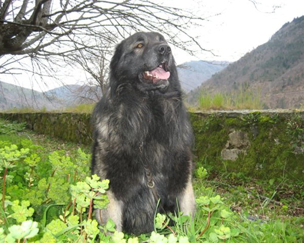 Cão da Serra da Estrela