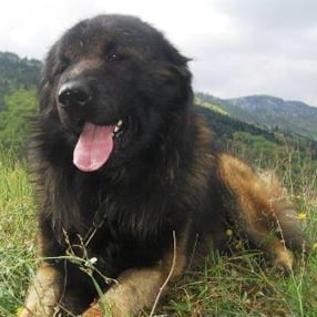 Cão da Serra da Estrela