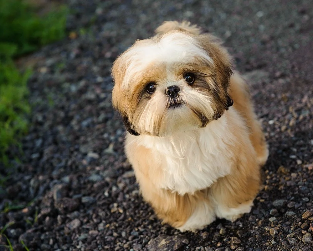 Shih Tzu