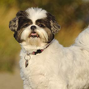 Shih Tzu