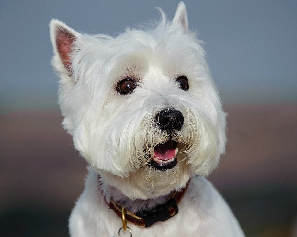 West Highland White Terrier