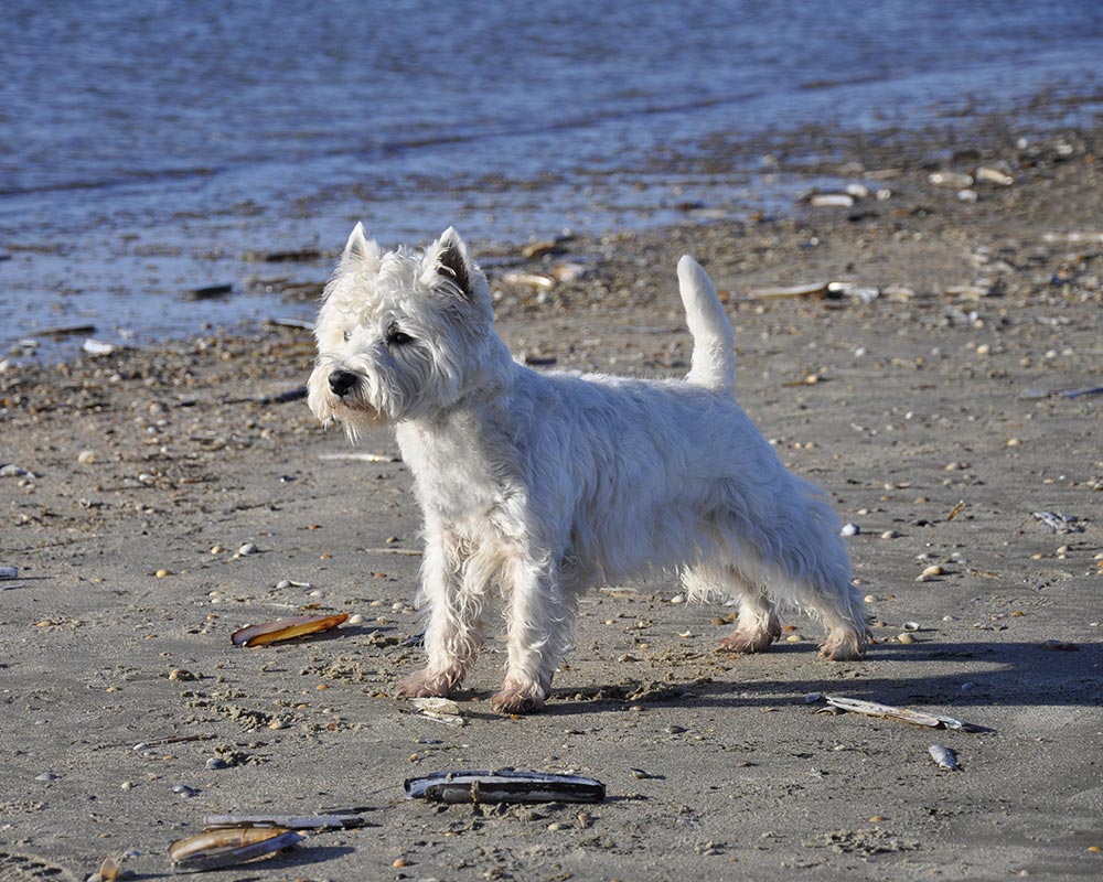 West Highland White Terrier