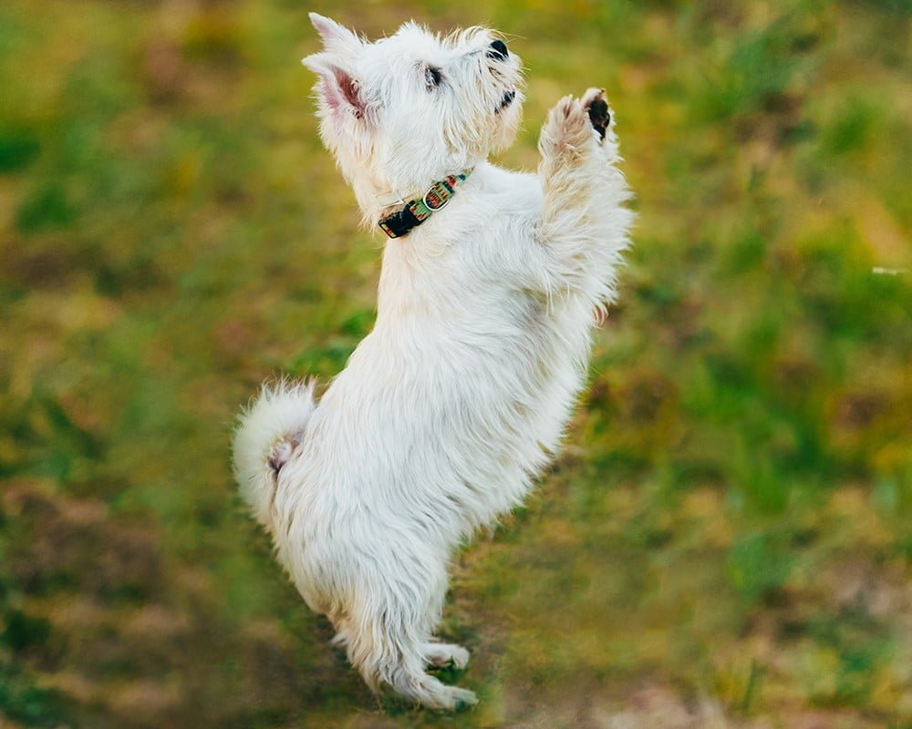 West Highland White Terrier