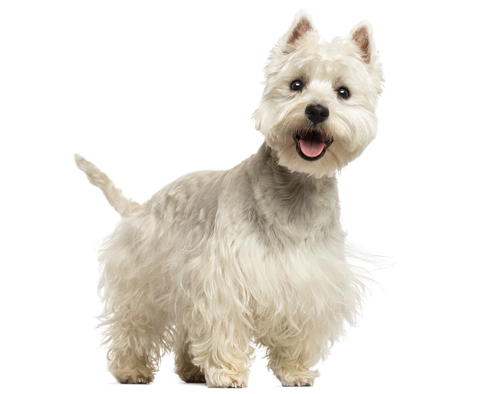 West Highland White Terrier