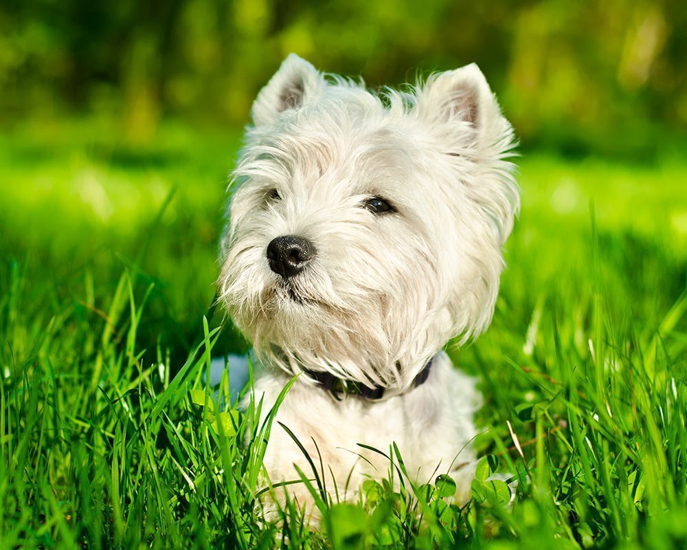 West Highland White Terrier