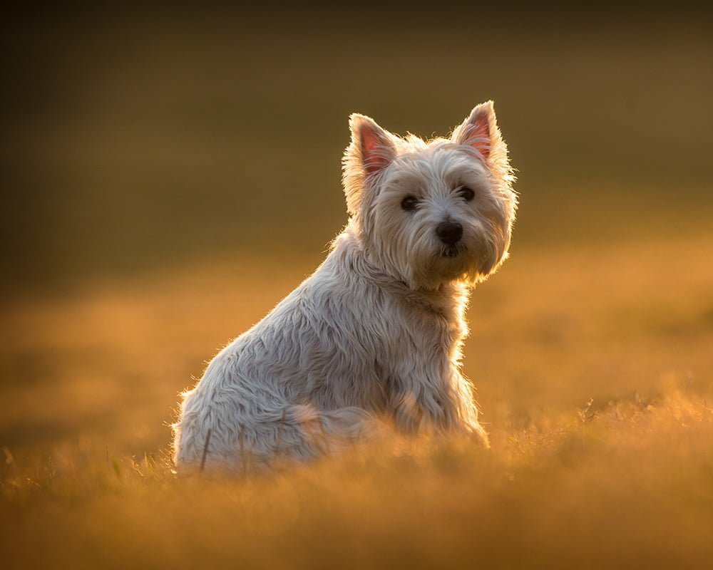 West Highland White Terrier