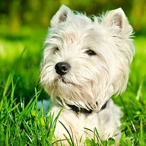 West Highland White Terrier