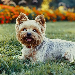 Yorkshire Terrier