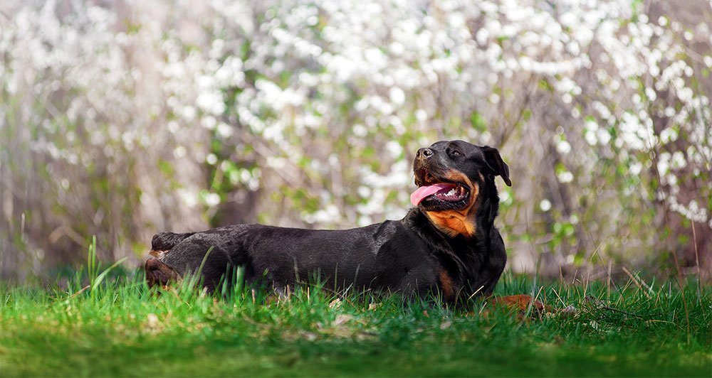 cães perigosos