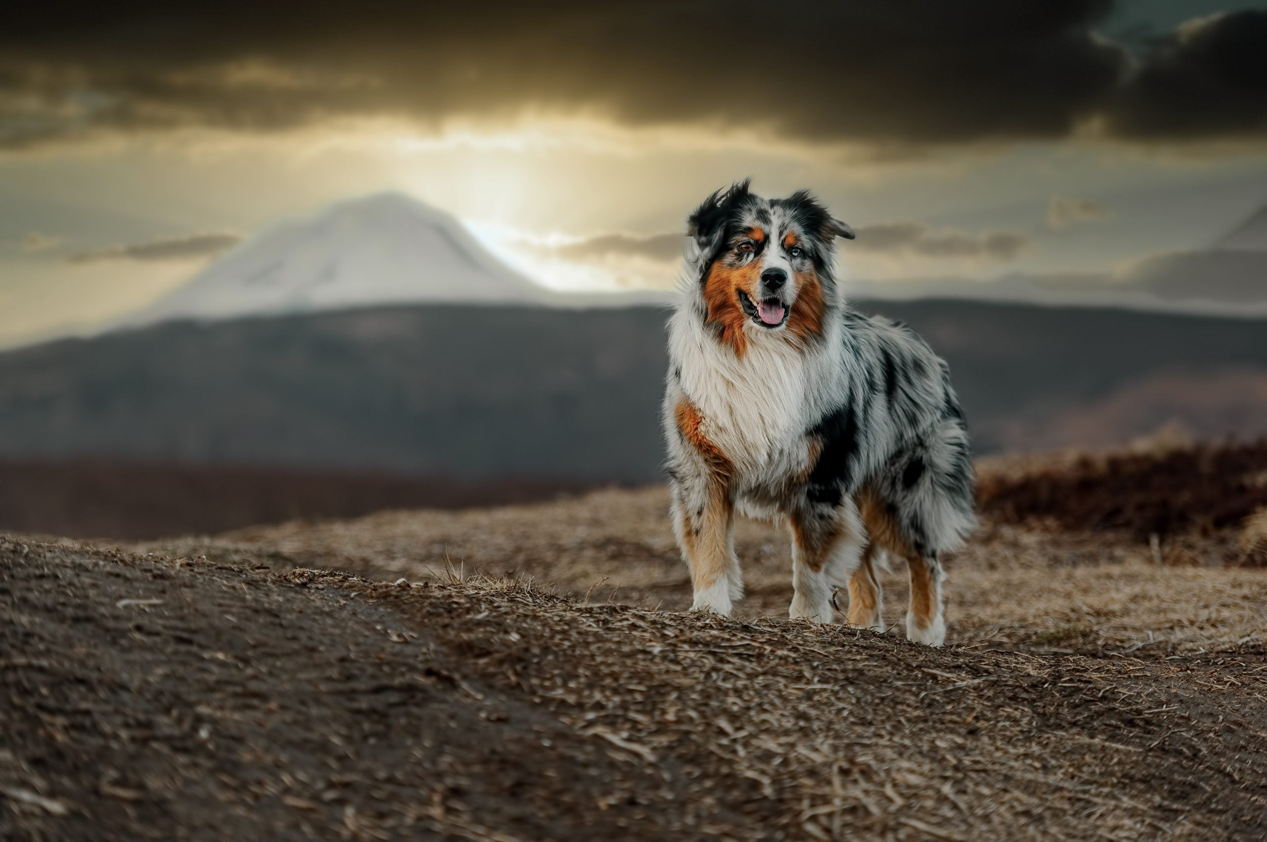 Australian,Shepherd,Dog,On,The,Background,Of,The,Sunset,In