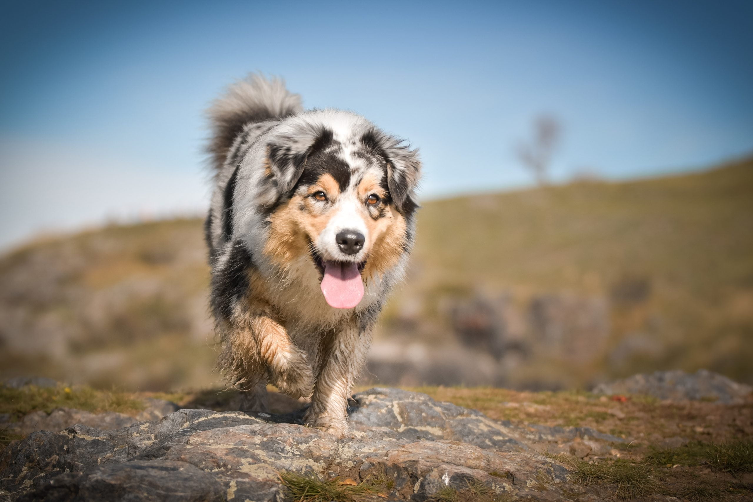 Portrait,Of,Australian,Shepherd,,Who,Is,Standing,In,Rock,Under