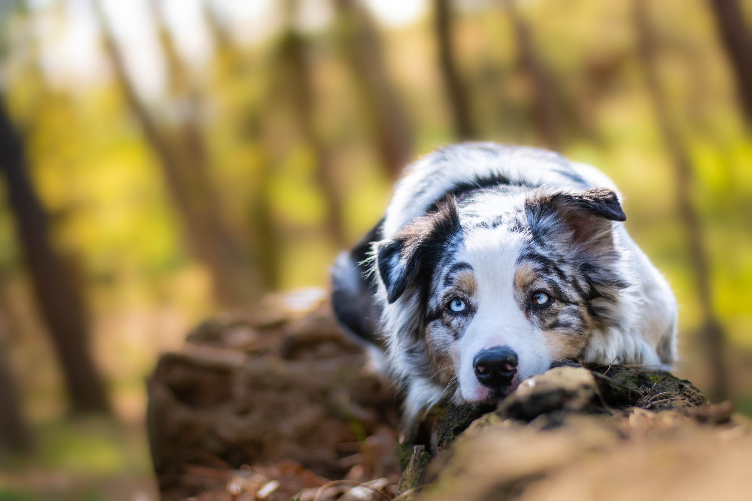 Beautiful,Blue,Merle,Australian,Shepherd,Dog,With,Blue,Eyes,Posing